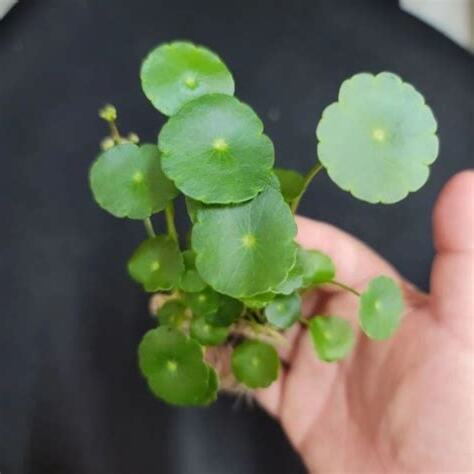 金錢草 銅錢草